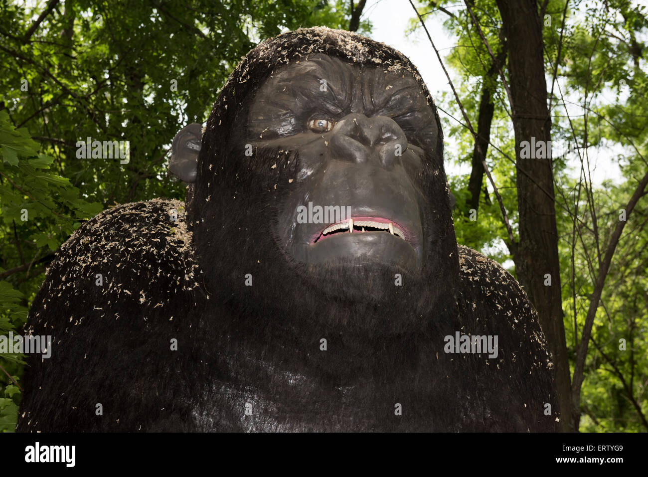 Gorilla WERE: Africa DIMENSION: Germ 1.65-1.75 meters, weight Stock Photo -  Alamy