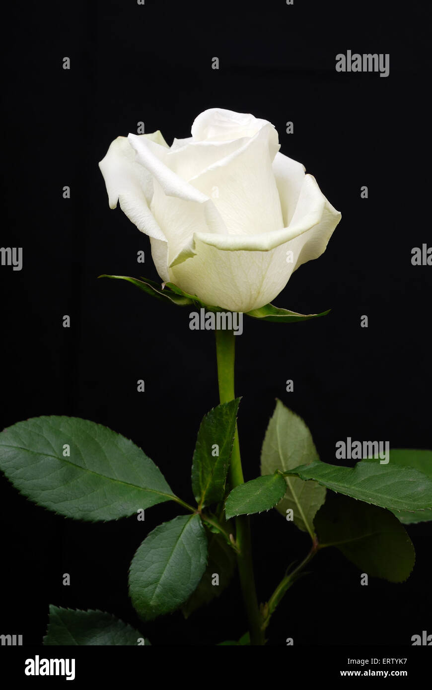 The white rose isolated on black background Stock Photo - Alamy
