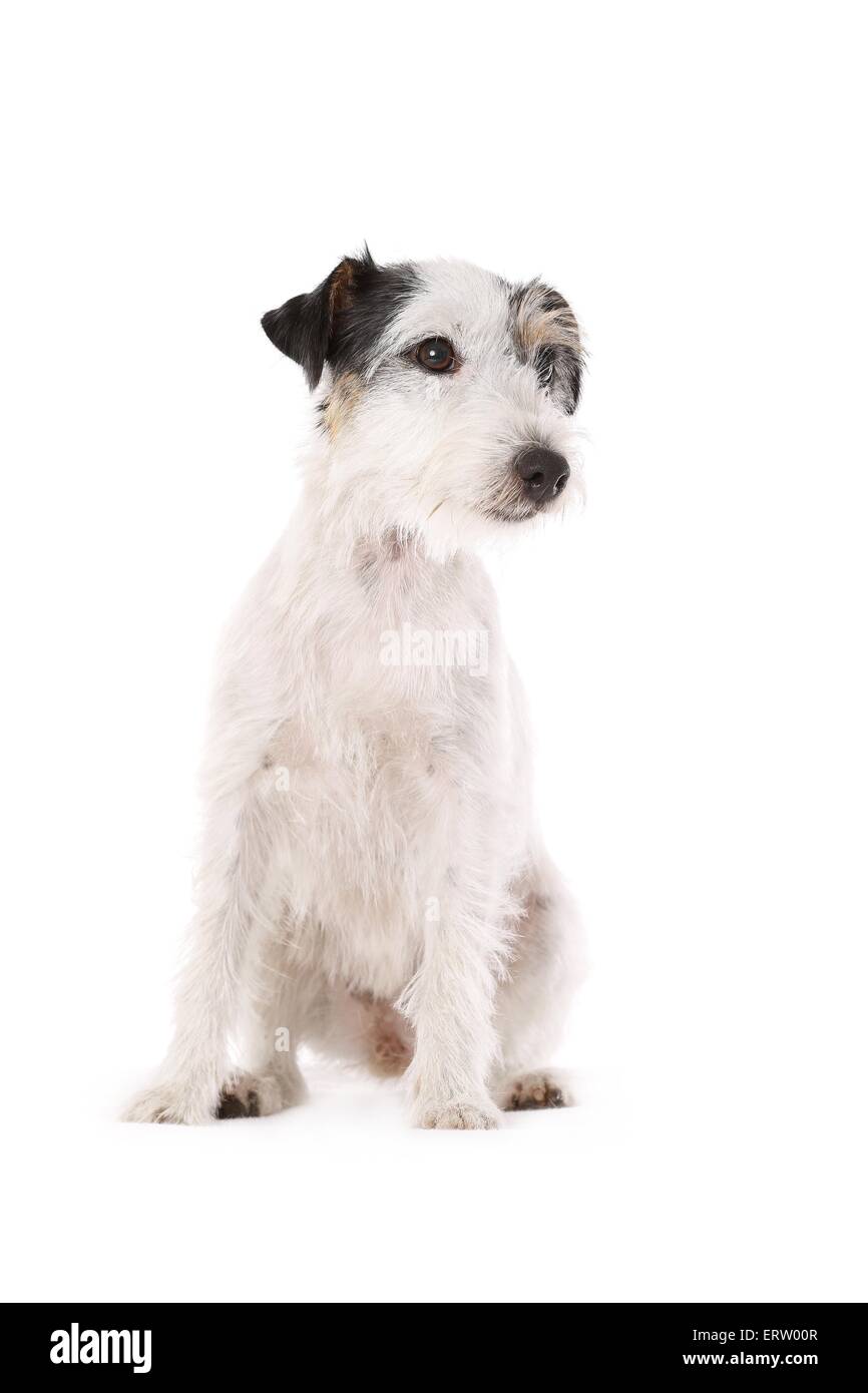 sitting Parson Russell Terrier Stock Photo