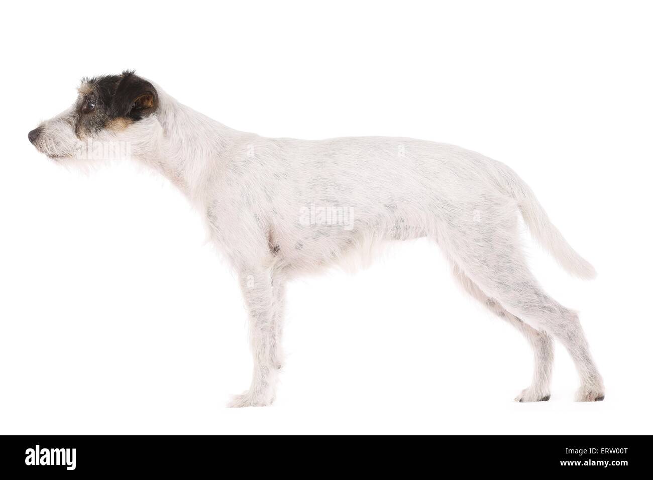 standing Parson Russell Terrier Stock Photo