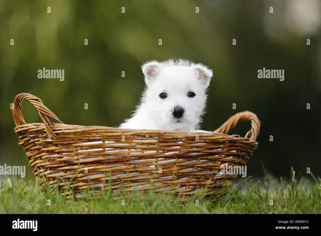 puppy Stock Photo