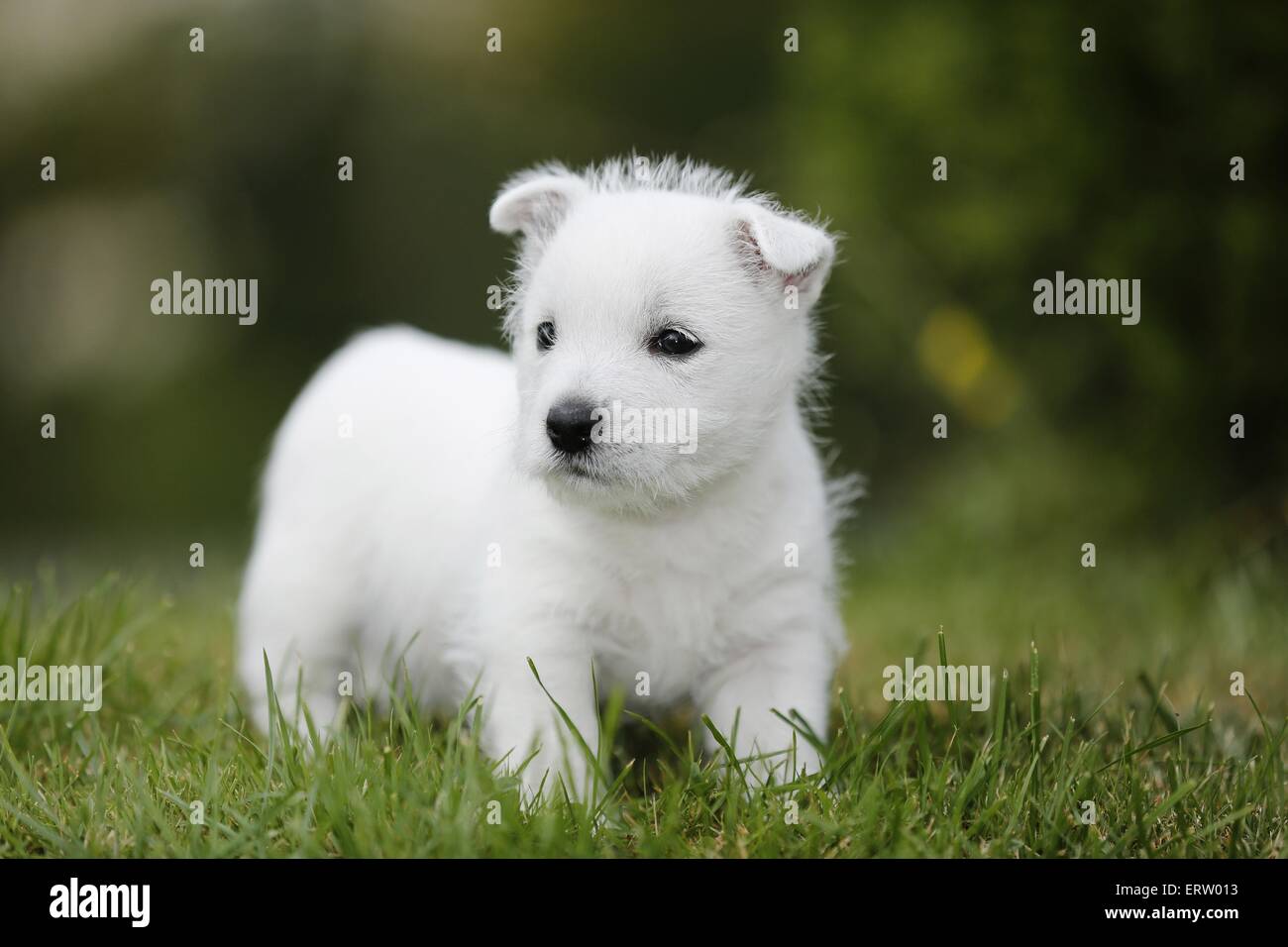 puppy Stock Photo