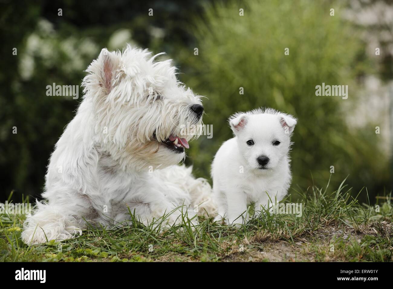 Best Brush for Westies: Top Grooming Tools for White Terriers