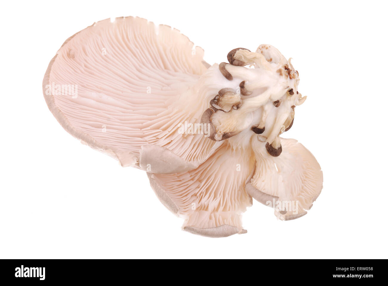 Background from fresh oyster mushrooms isolated on white Stock Photo