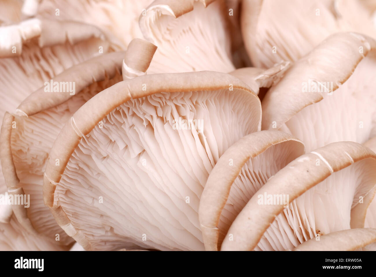 Background from fresh oyster mushrooms isolated on white Stock Photo