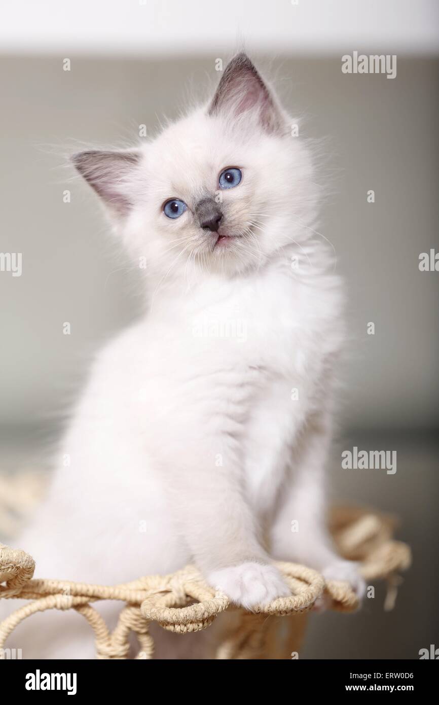 Baby ragdoll on sale