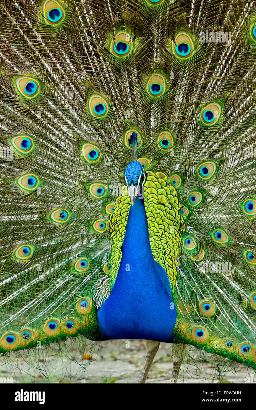 Peacock Showing off its Feathers Stock Photo