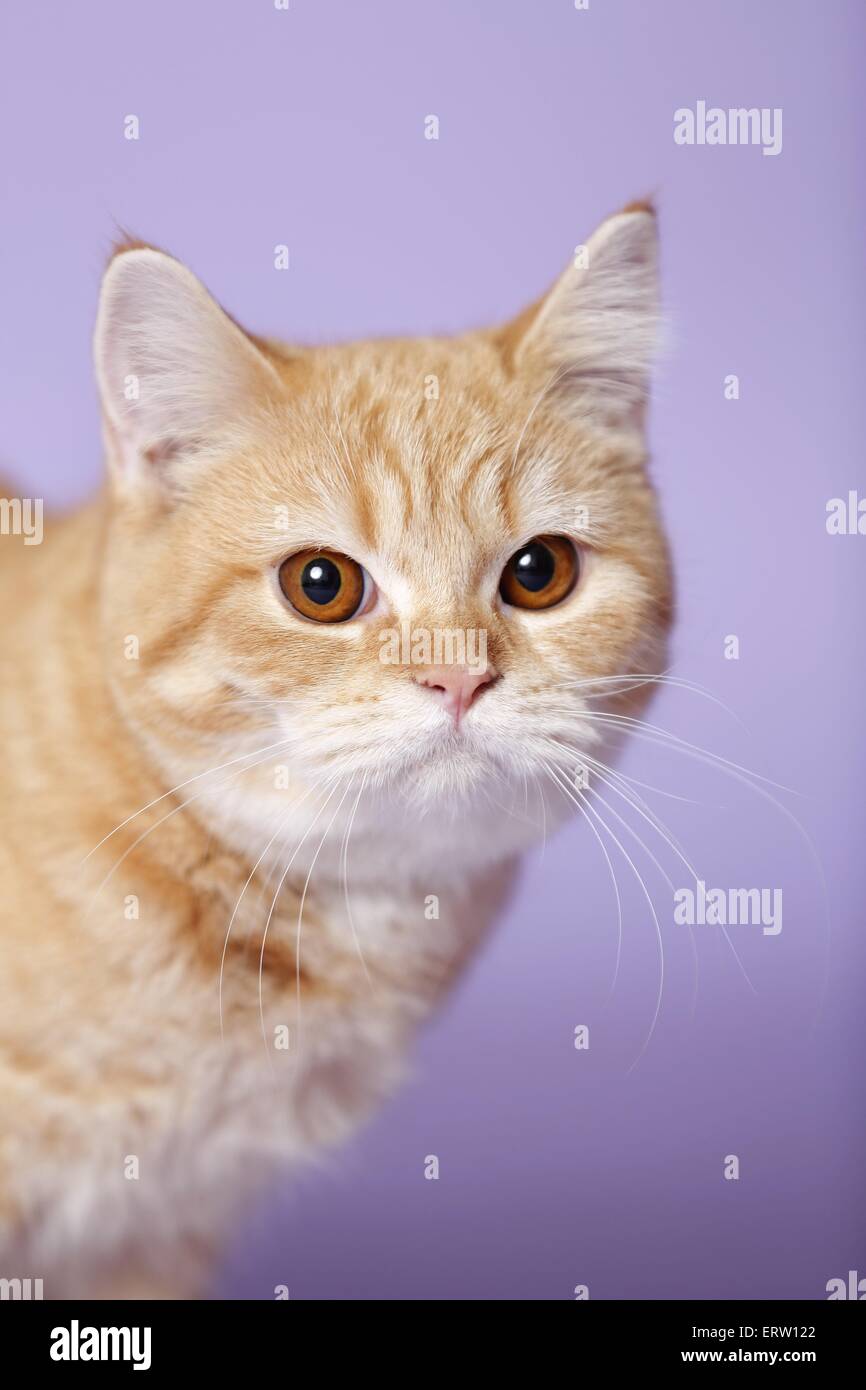 british shorthair Stock Photo