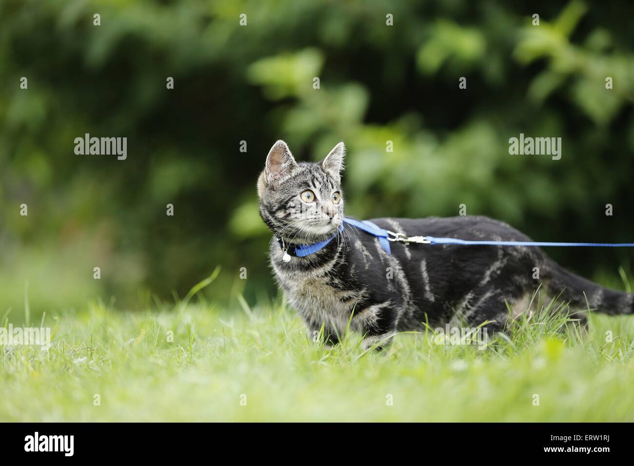 Outdoor cat with harness hi-res stock photography and images - Alamy