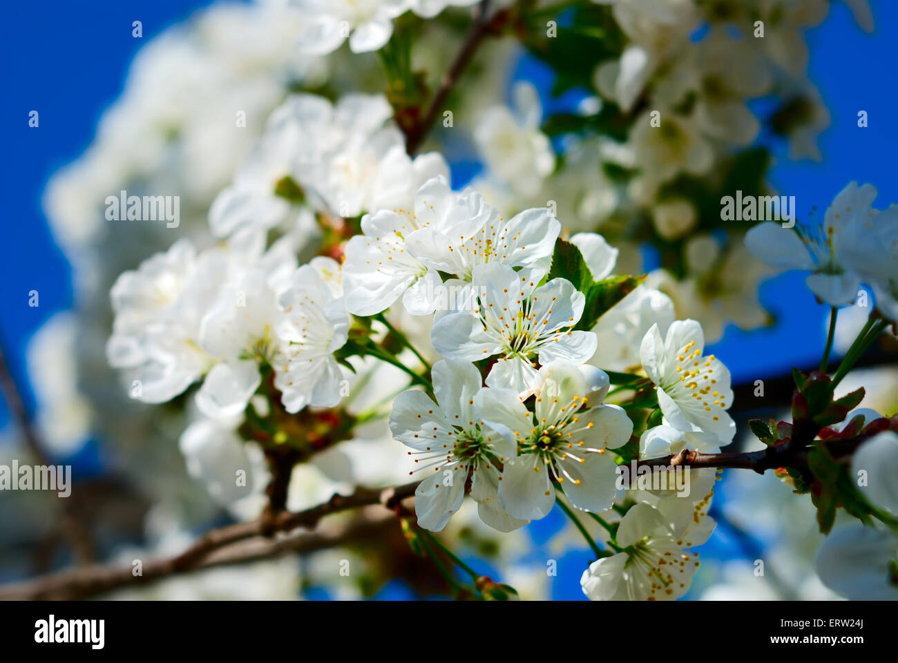 Beautiful cherry blossoms against blue sky Stock Photo - Alamy