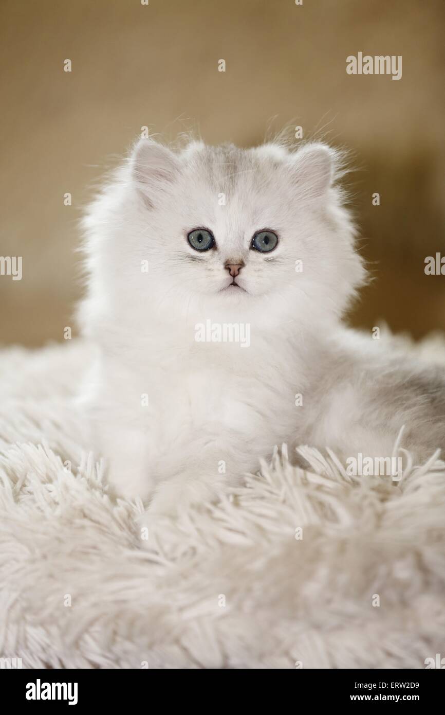 Silver Shaded Tortie High Resolution Stock Photography And Images Alamy Silver Shaded Tortie High Resolution Stock Photography And Images Alamy