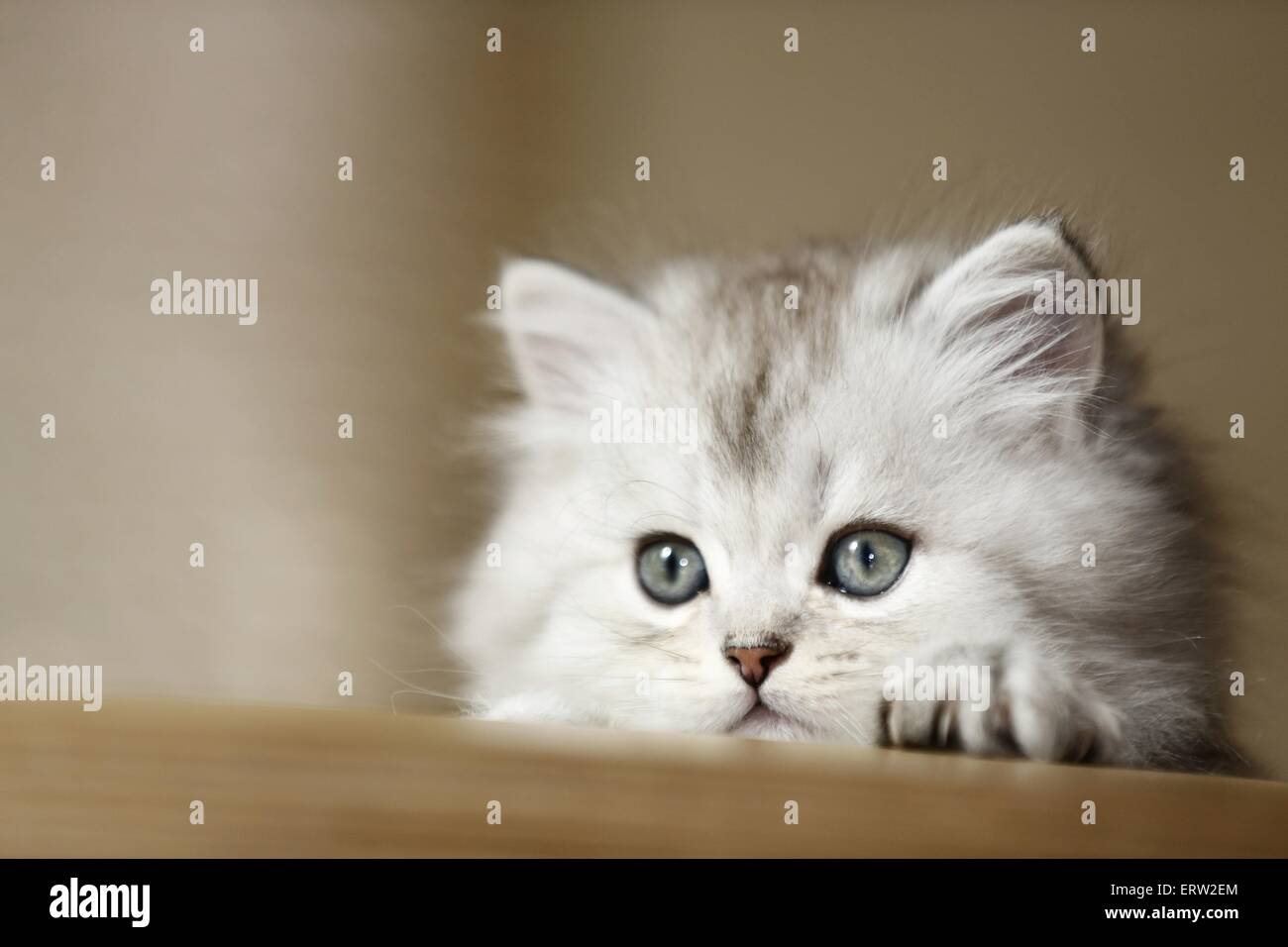 Highlander kitten Stock Photo