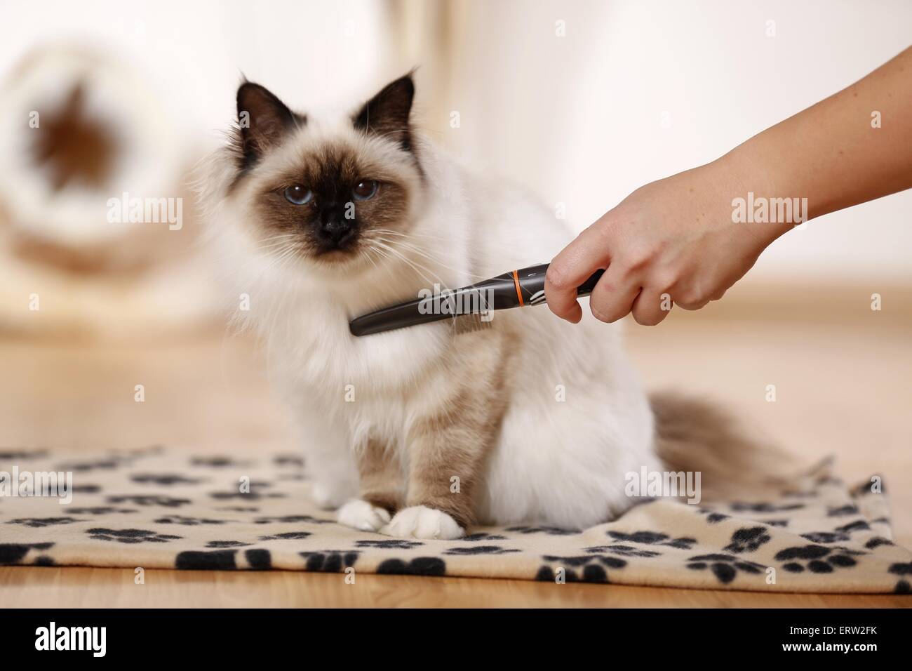 sitting sacred Birman Stock Photo - Alamy