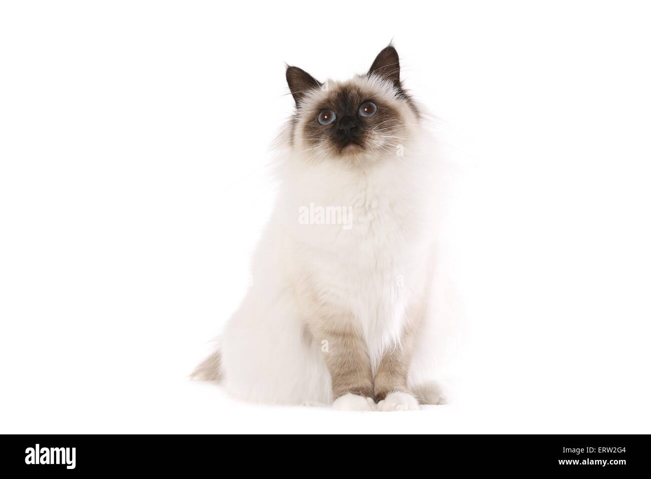 sitting sacred Birman Stock Photo - Alamy