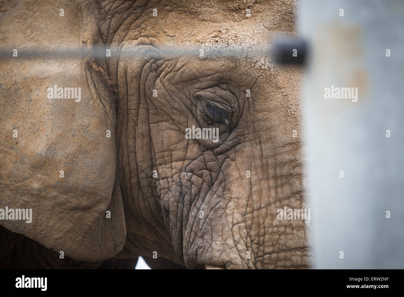 Sad Elephant in Captivity Stock Photo