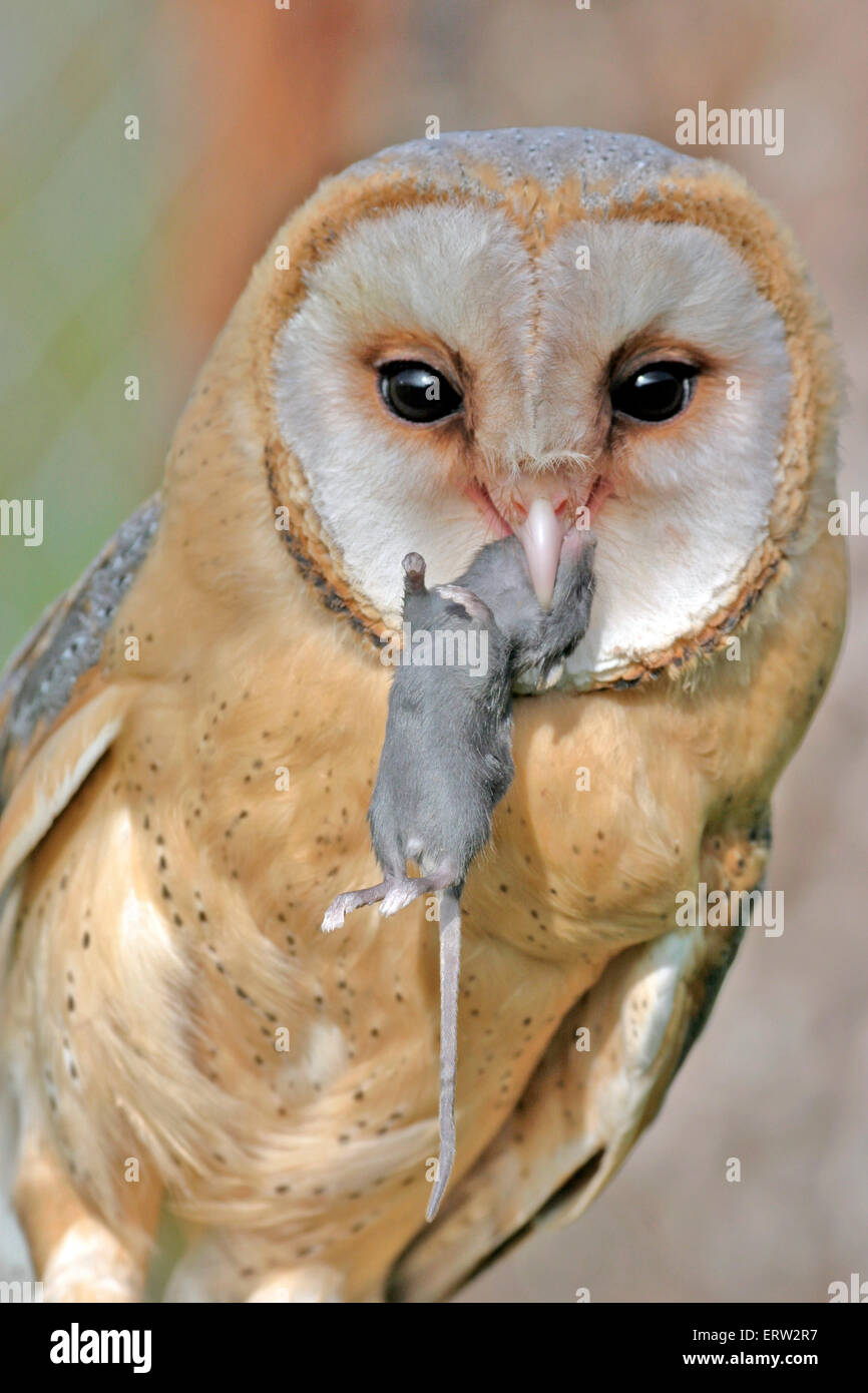 Barn Owl holding mouse in beak, portrait closeup Stock Photo