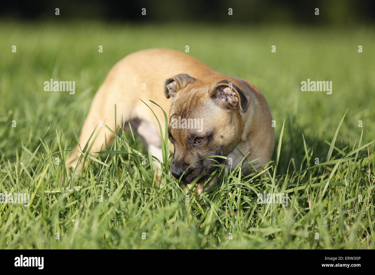 Staffordshire Bull Terrier Stock Photo Alamy