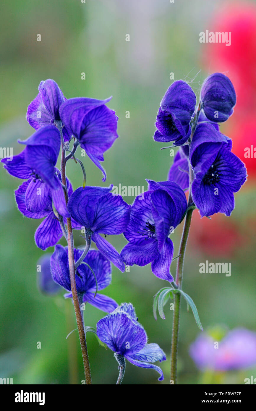 Wildflowers, Blooming Western Monkshood, close up Stock Photo