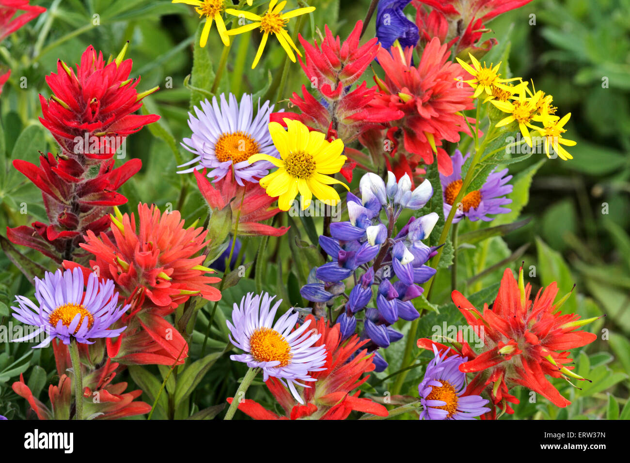 Closeup of wildflowers in a  meadow,Aster,Lupines,Giant Red Paintbrush Stock Photo