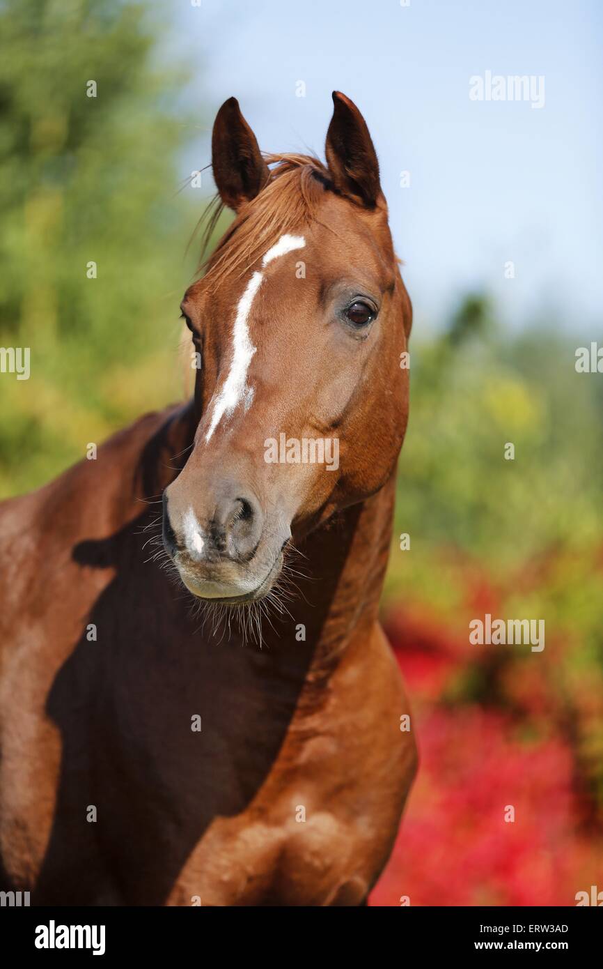 arabian horse Stock Photo