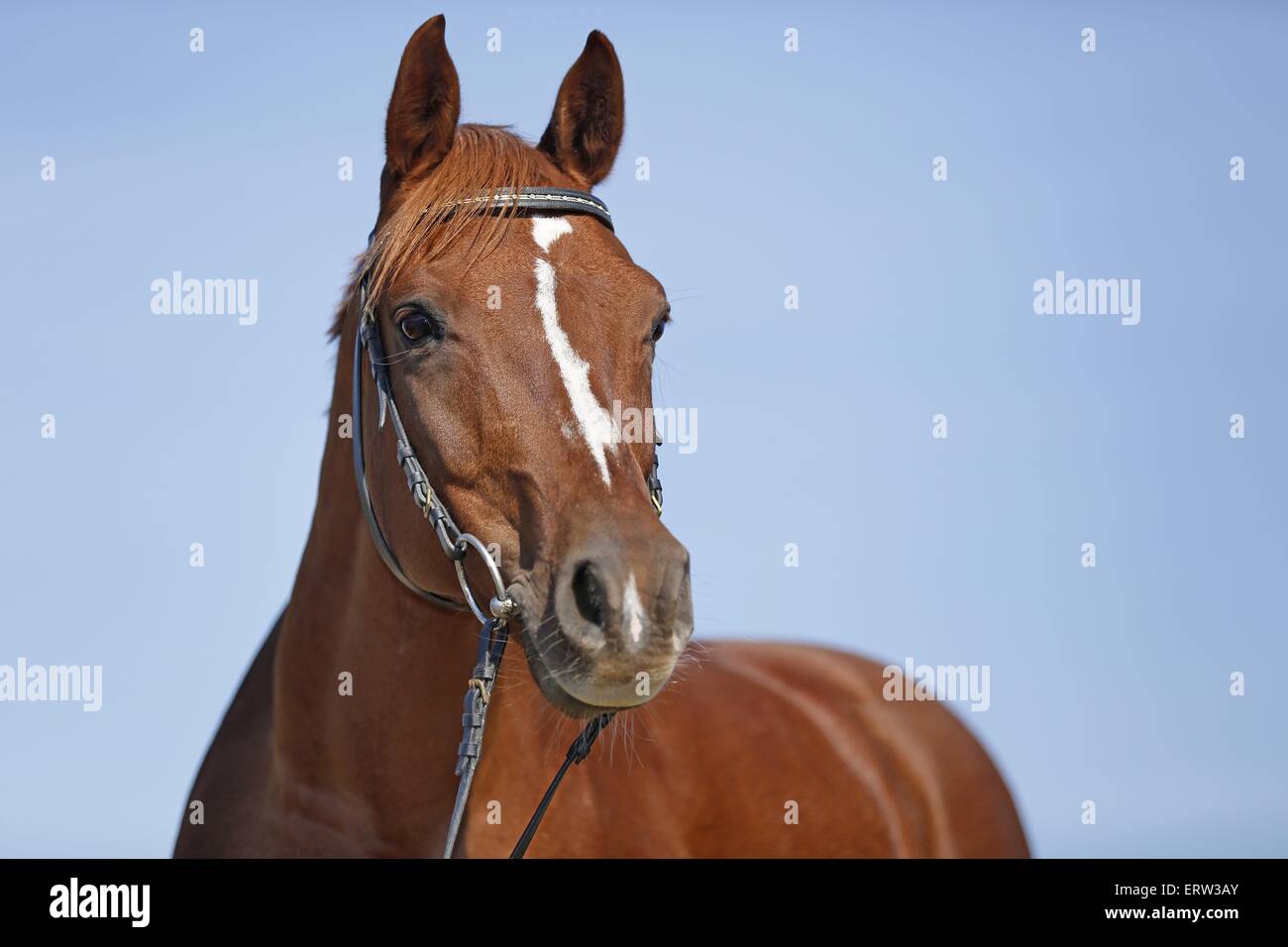 arabian horse Stock Photo