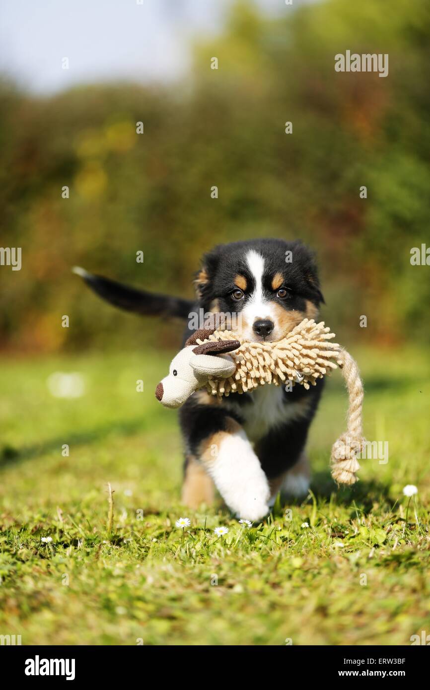 Australian Shepherd Puppy Stock Photo Alamy