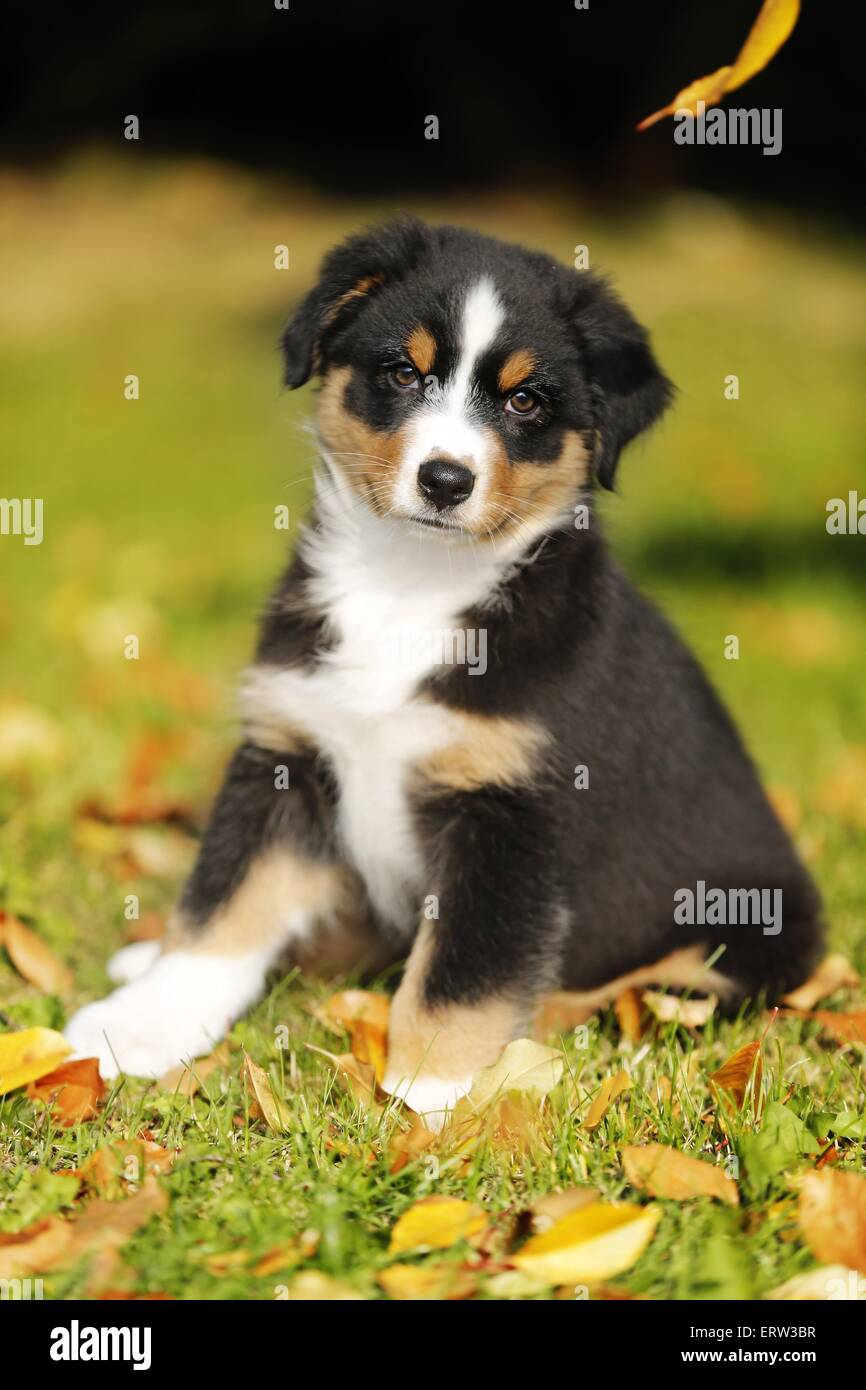 Australian Shepherd Puppy Stock Photo Alamy
