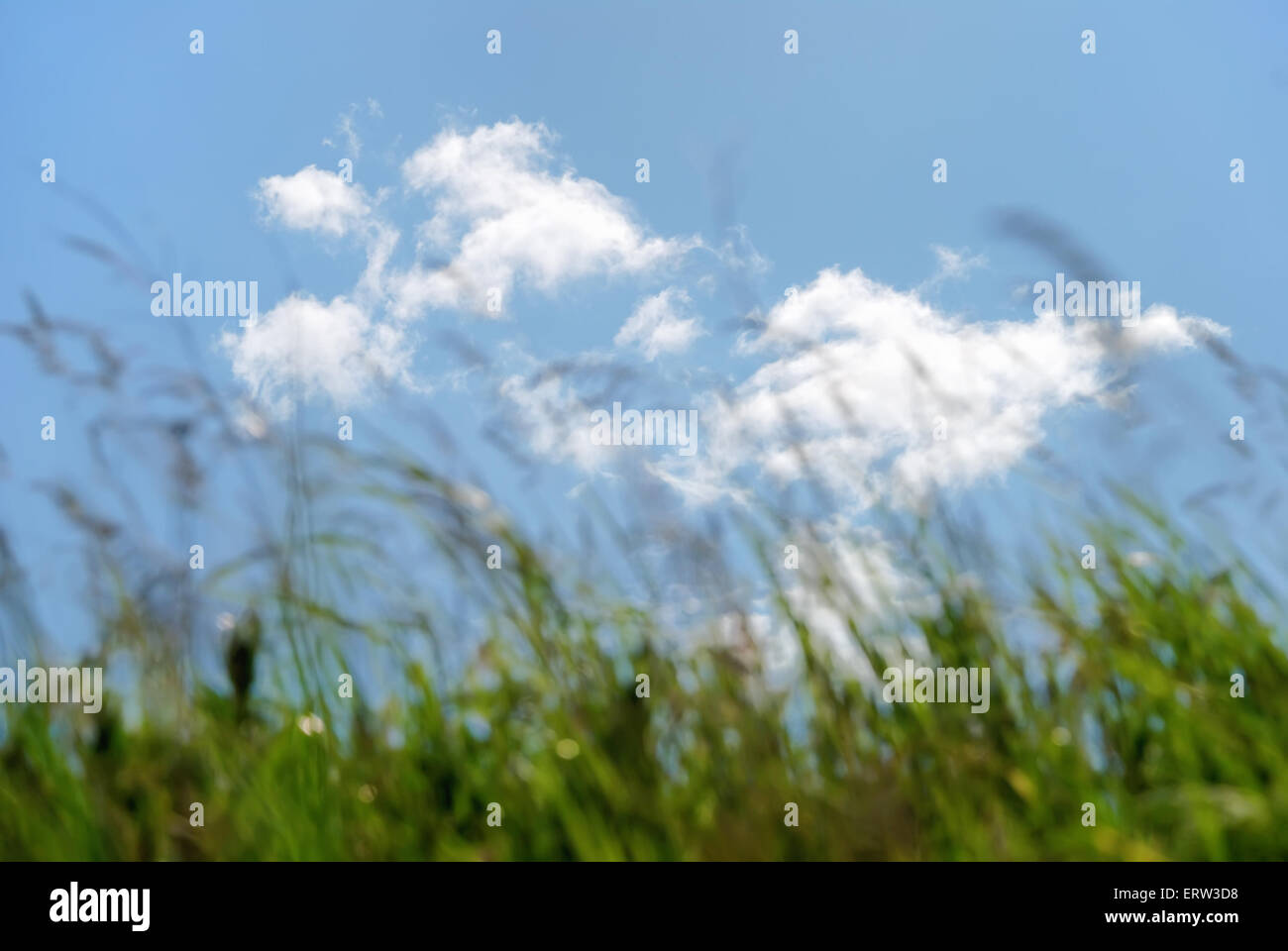 Green field on a background of the blue sky with cloud Stock Photo - Alamy