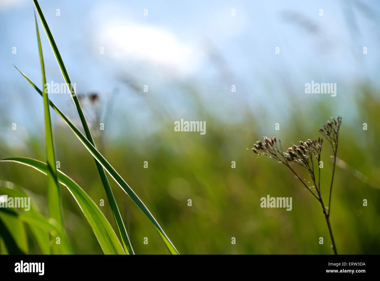 Green field on a background of the blue sky with cloud Stock Photo - Alamy