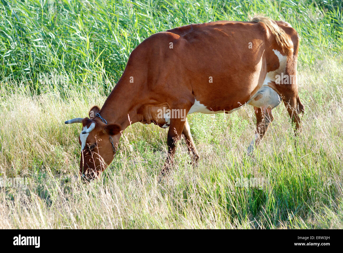 One brown cow is grazed on a meadow Stock Photo - Alamy