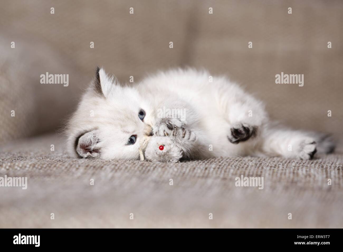 british shorthair kitten Stock Photo