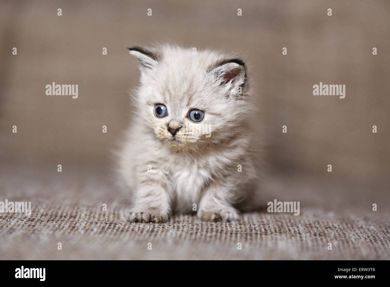british shorthair kitten Stock Photo