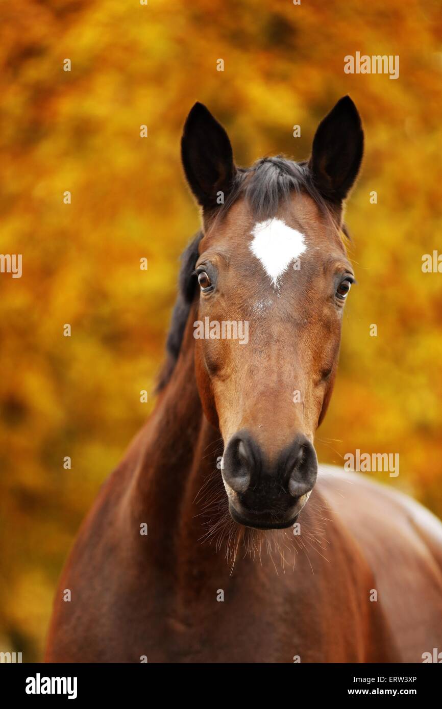 Trakehner breed hires stock photography and images Alamy