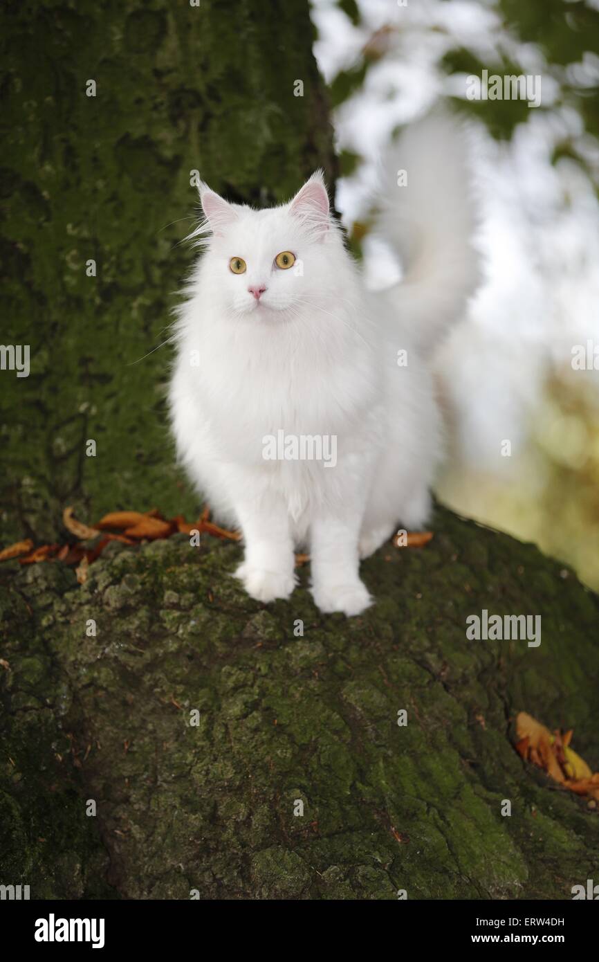 white Siberian Cat Stock Photo Alamy
