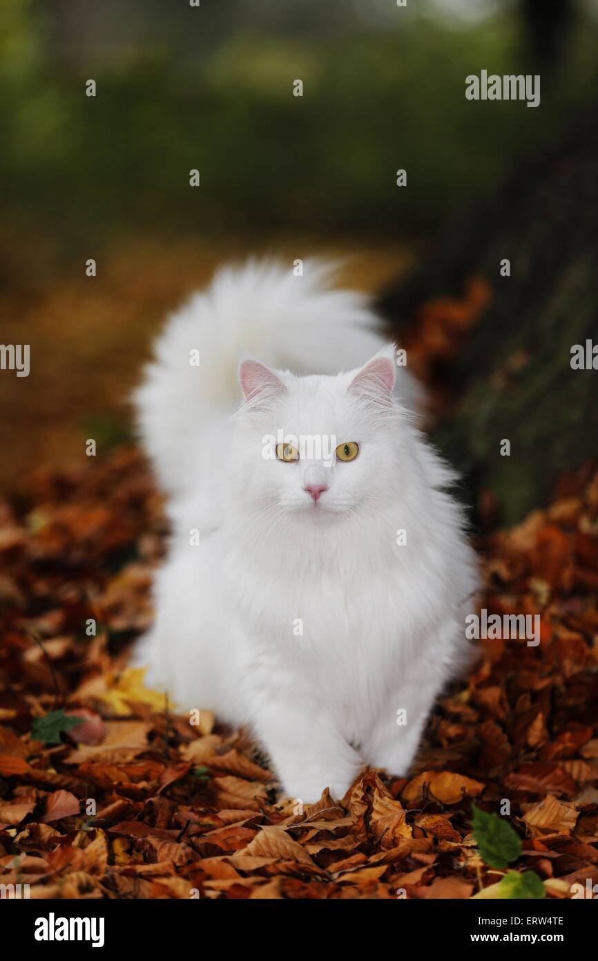 white Siberian Cat Stock Photo Alamy