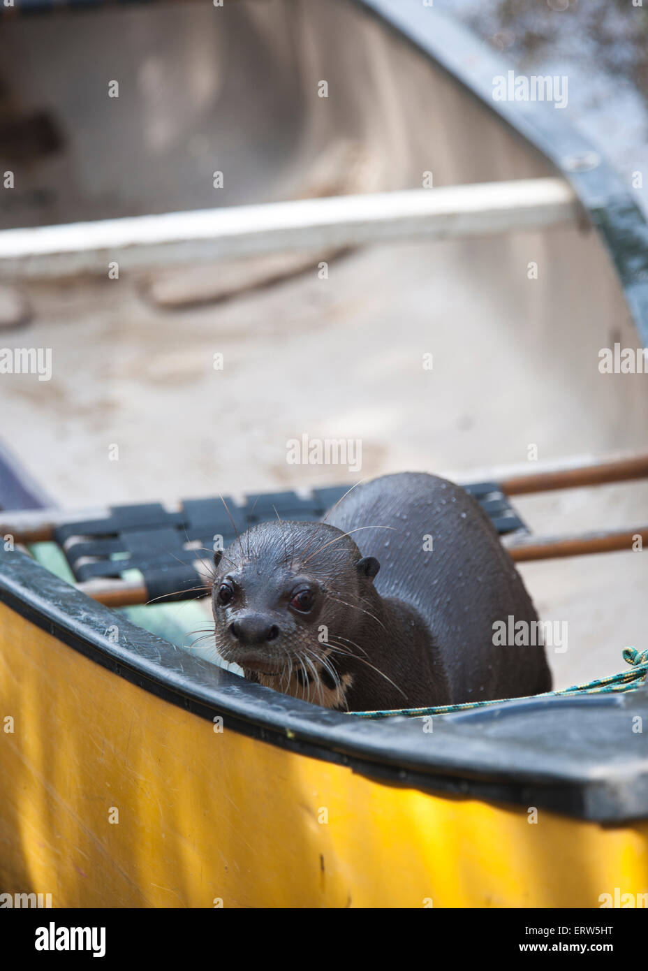 Giant otter in Guyana Stock Photo