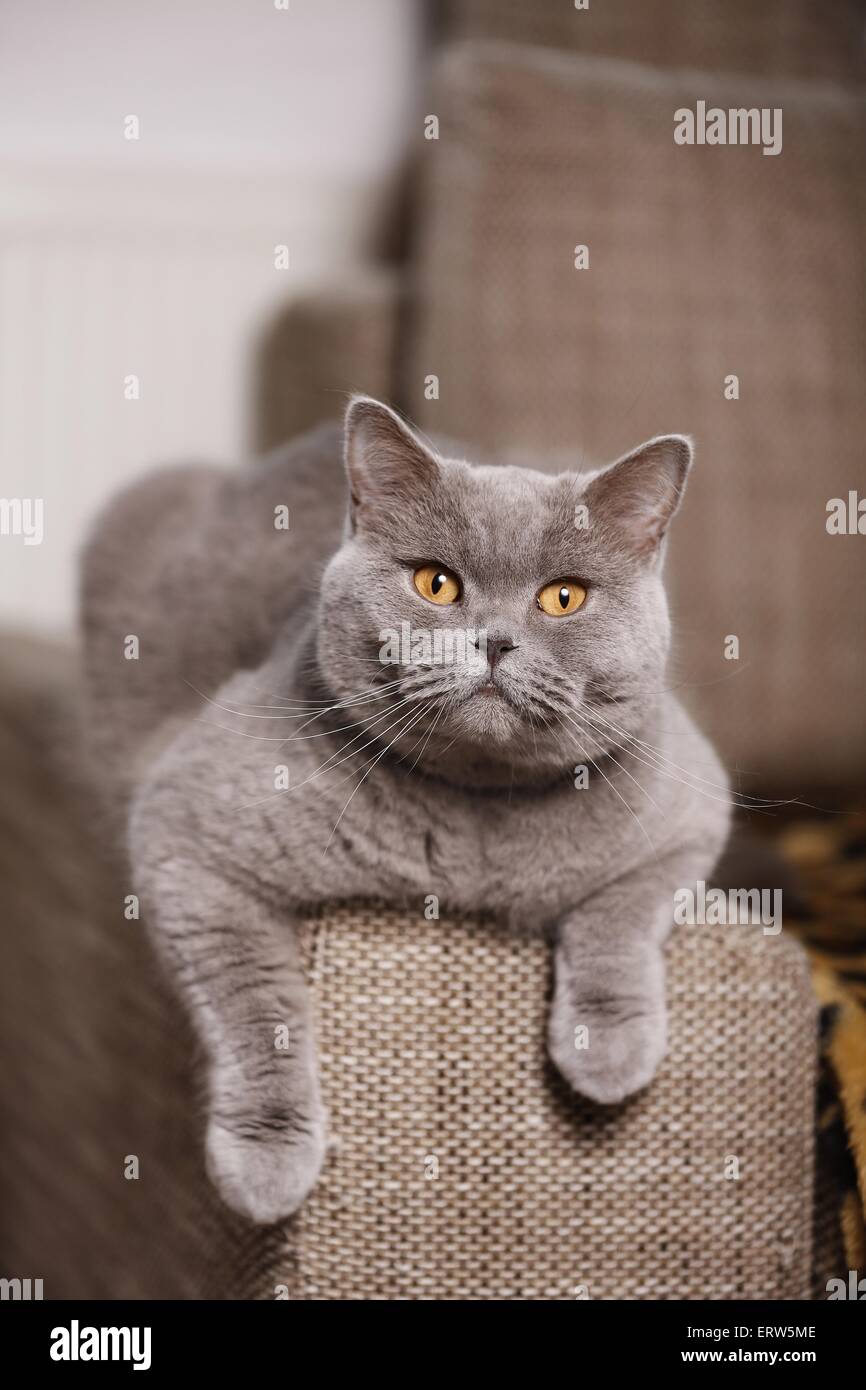 Portrait Of British Short Hair Blue Cat With Yellow Eyes Stock Photo -  Download Image Now - iStock