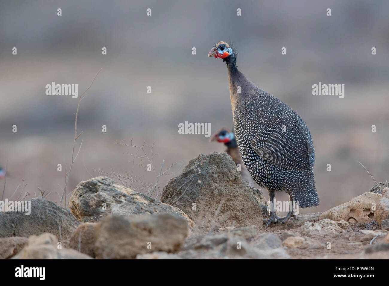 Helmeted Guineafowl (Numidia meleagris) Stock Photo