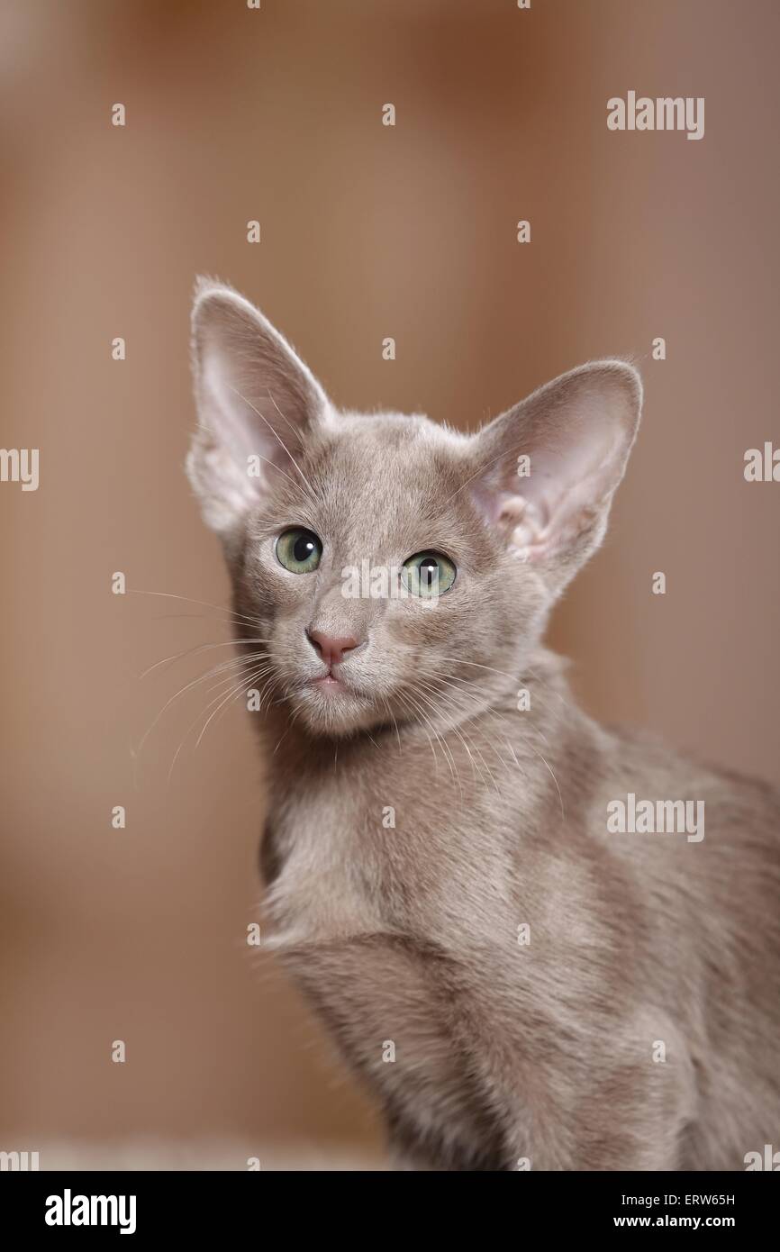 Oriental Shorthair kitten Stock Photo