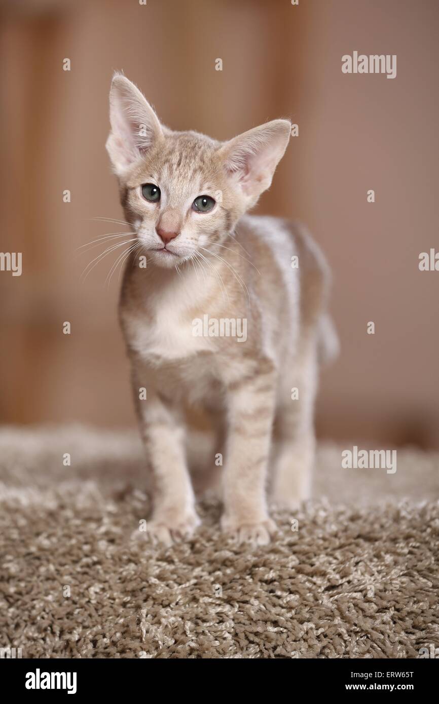 Oriental Shorthair kitten Stock Photo - Alamy