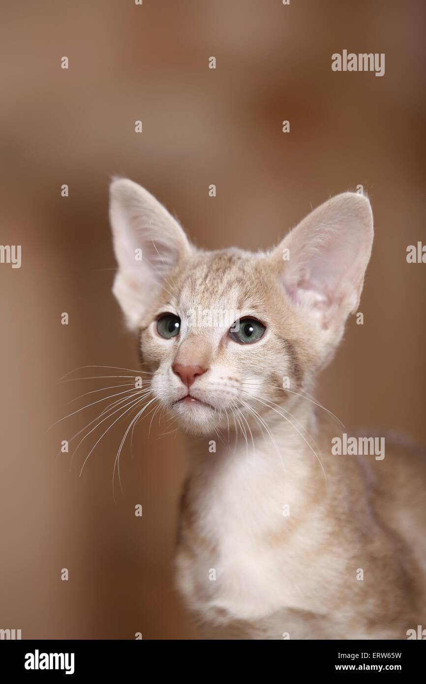 Oriental Shorthair kitten Stock Photo Alamy