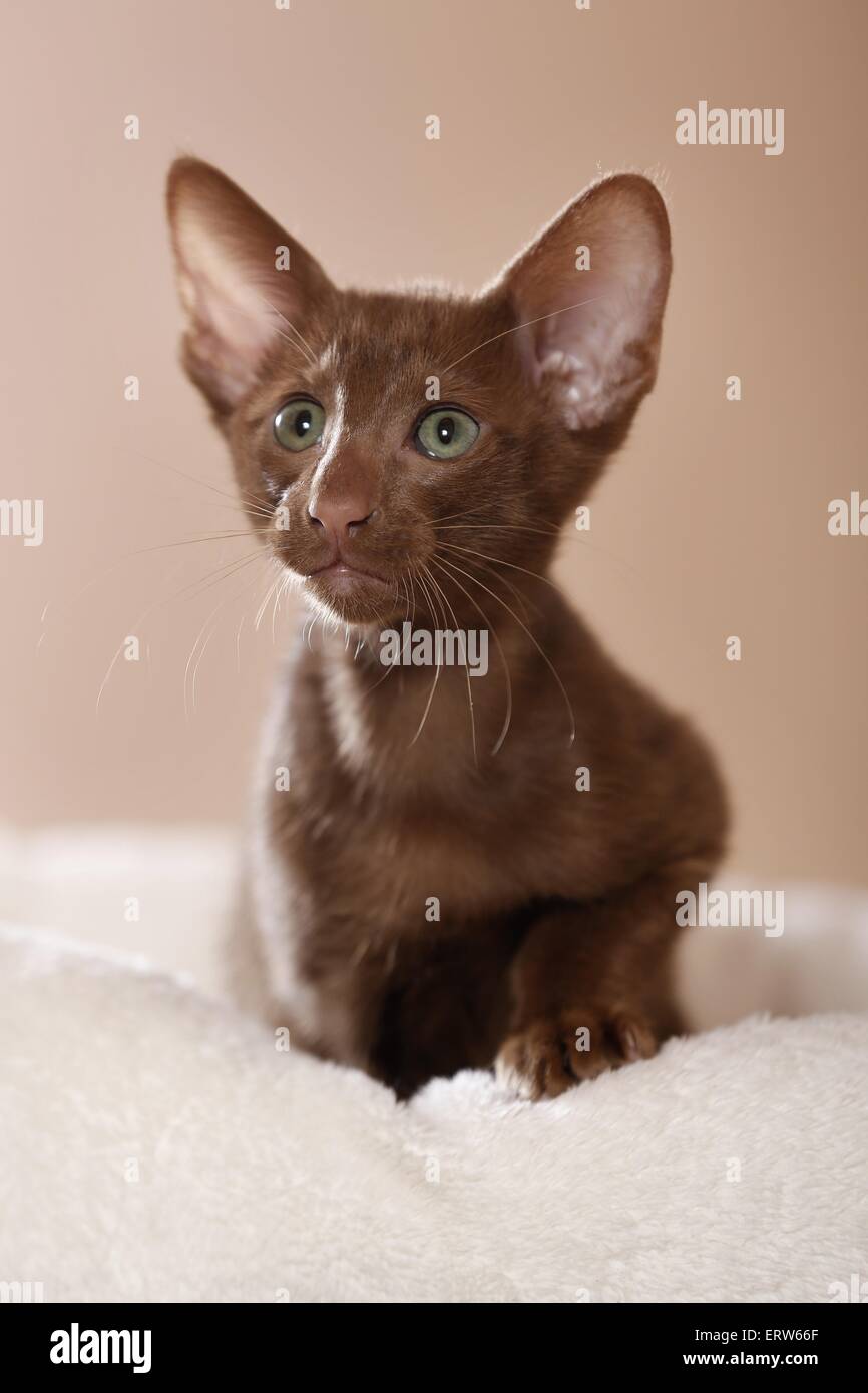 Oriental Shorthair kitten Stock Photo