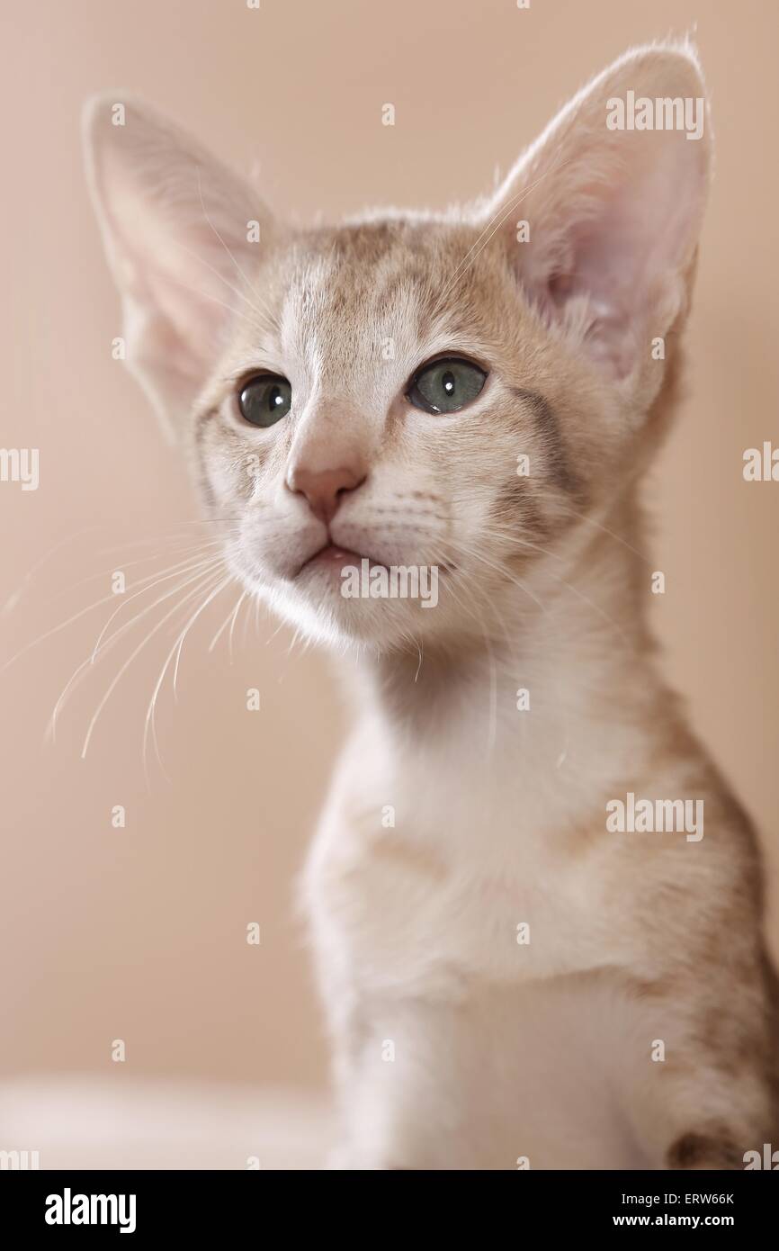 Oriental shorthair tabby hires stock photography and images Alamy