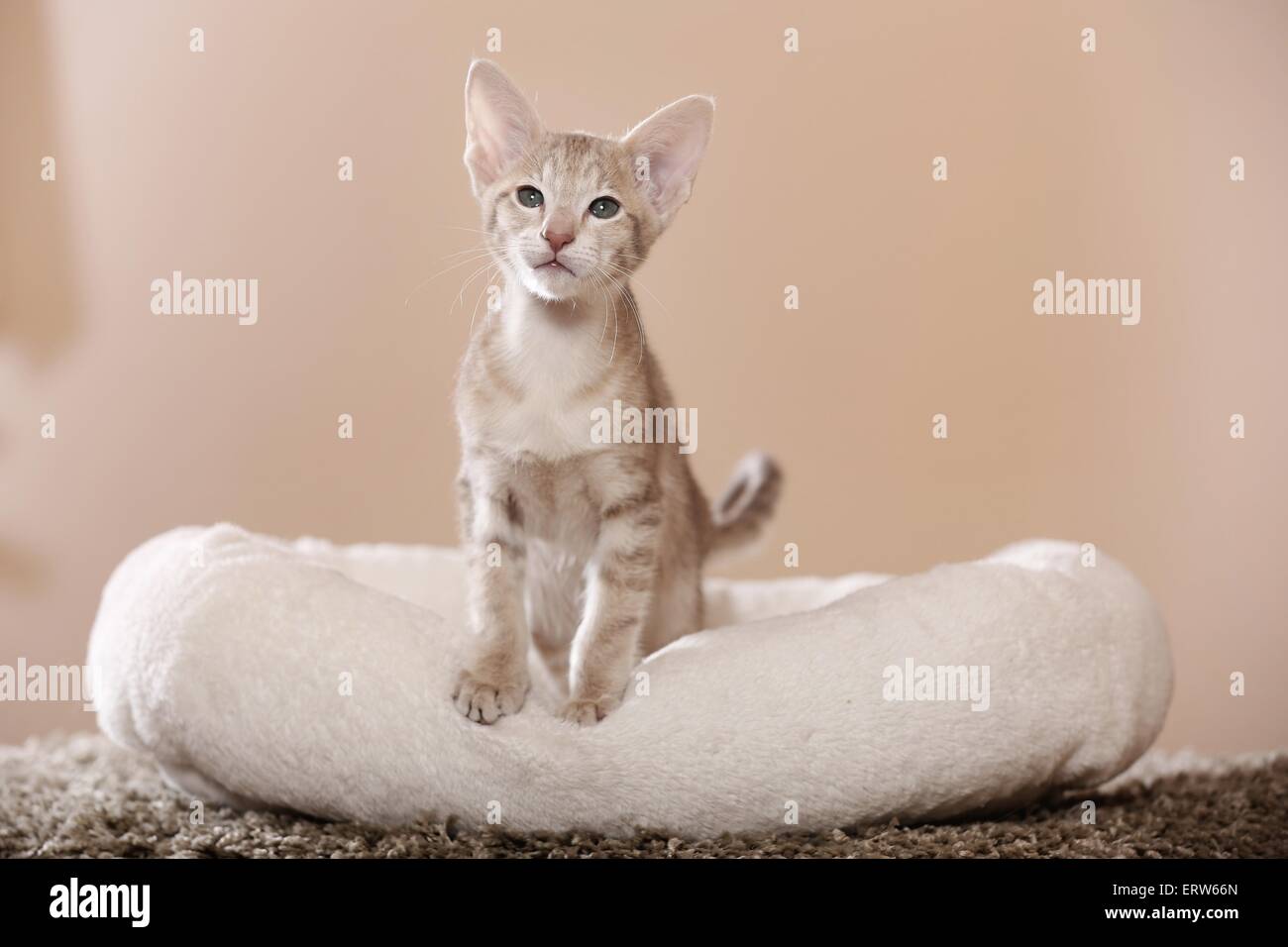 Oriental Shorthair kitten Stock Photo - Alamy
