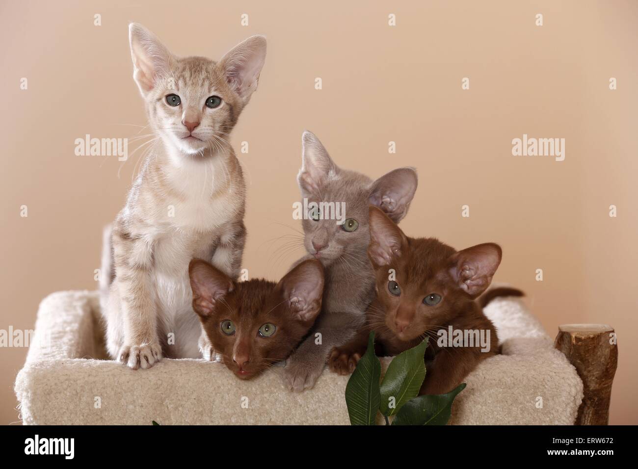 Oriental Shorthair kitten Stock Photo - Alamy