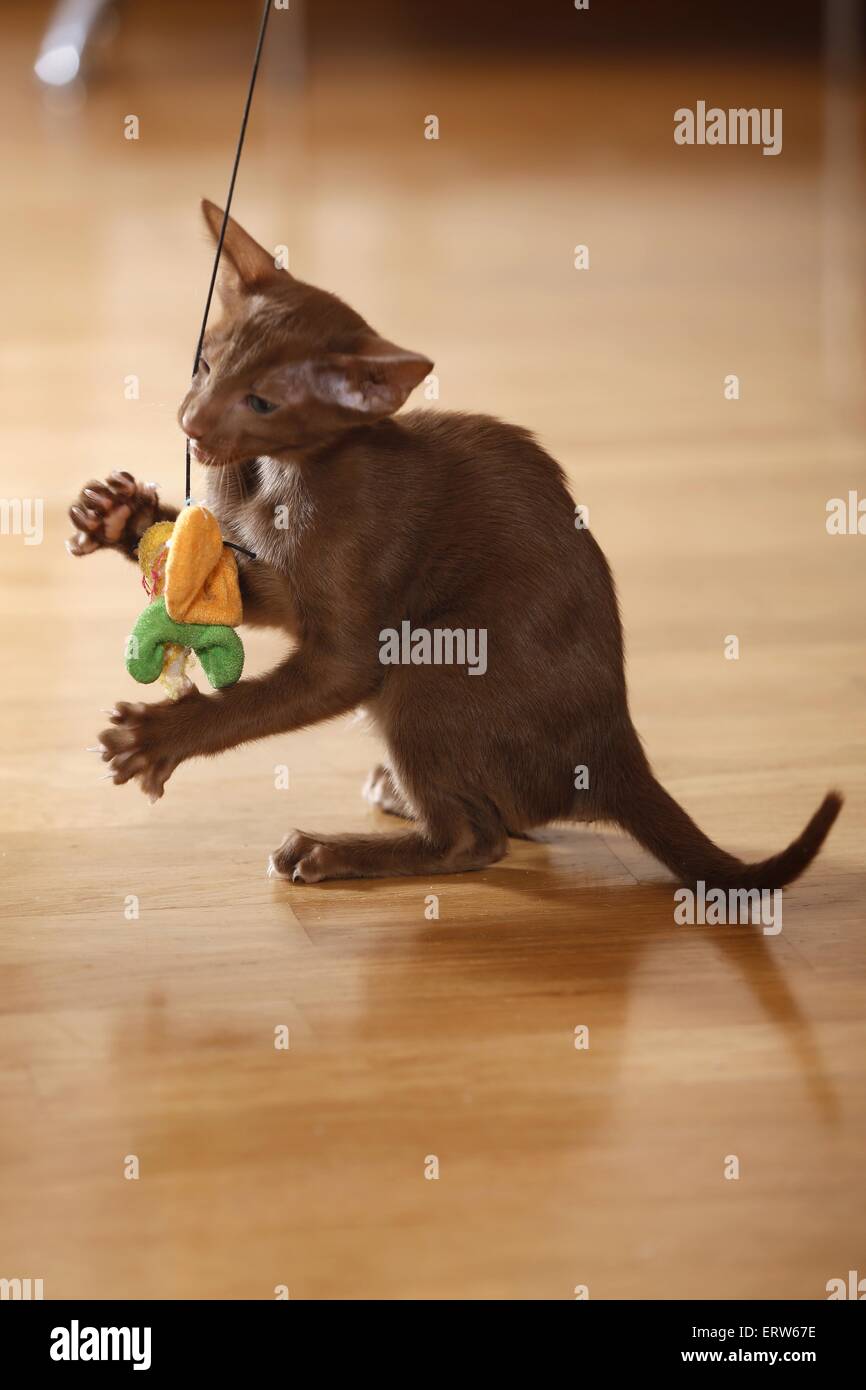 Oriental Shorthair kitten Stock Photo - Alamy