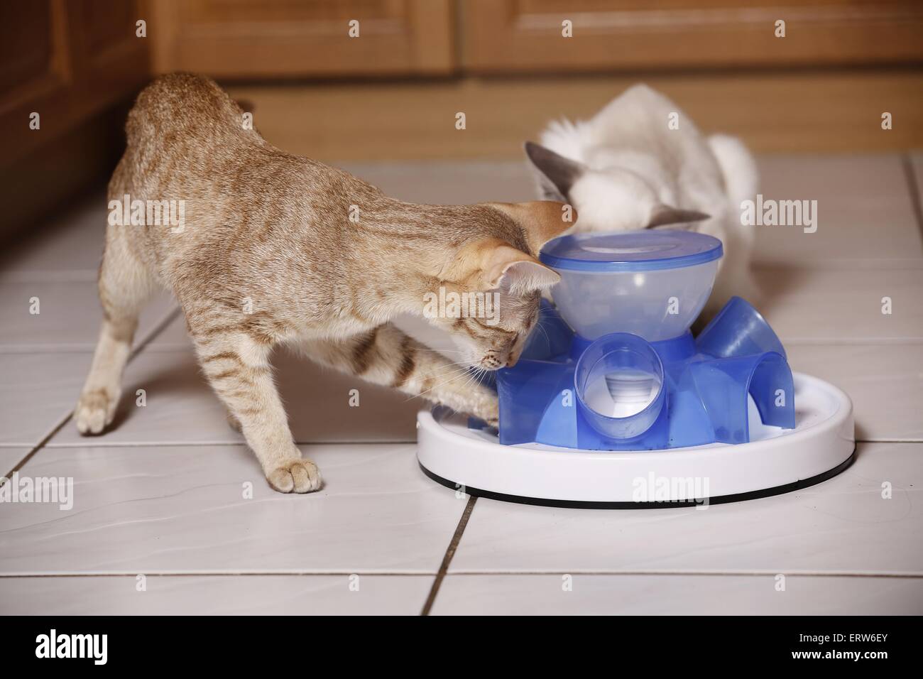 eating cats Stock Photo