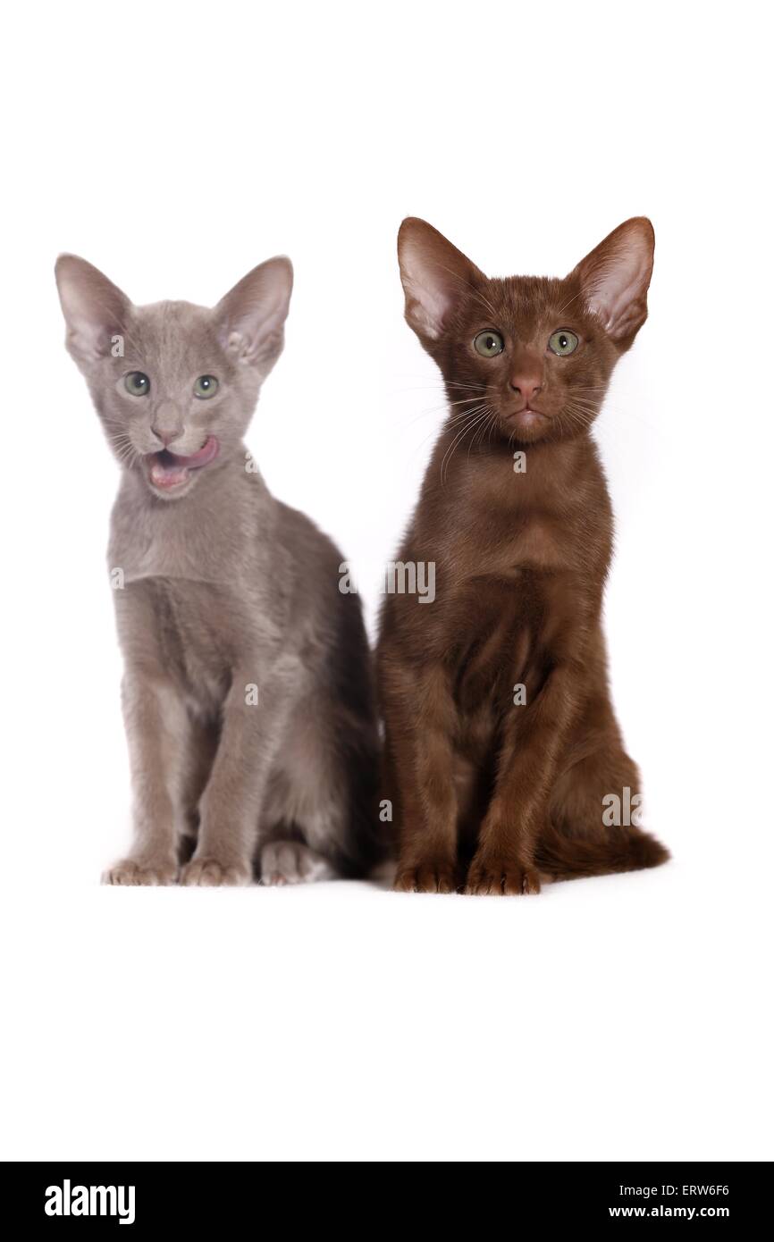 Oriental Shorthair Kitten Stock Photo 83532490 Alamy