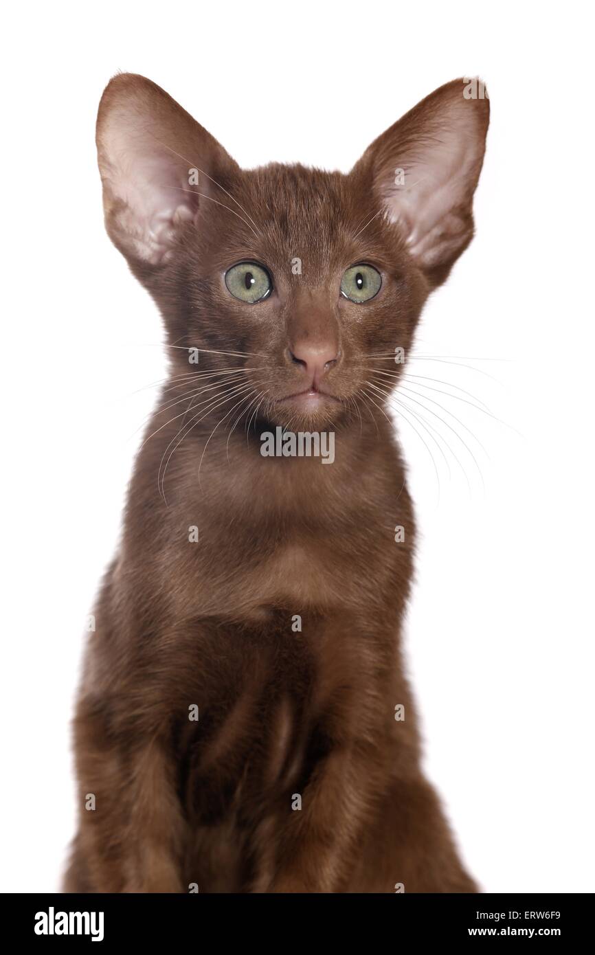 Oriental Shorthair kitten Stock Photo - Alamy