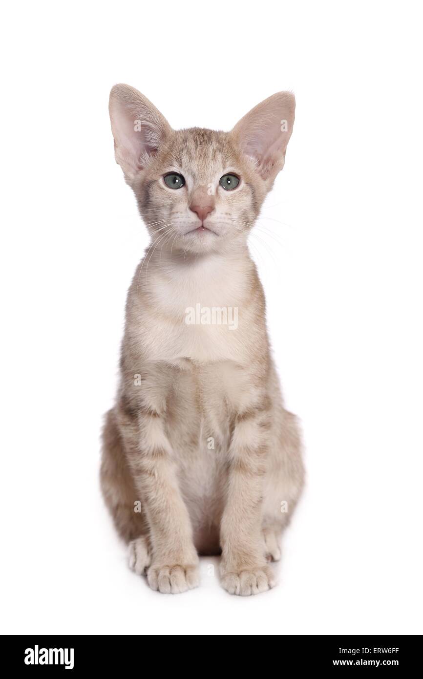 Oriental Shorthair kitten Stock Photo - Alamy